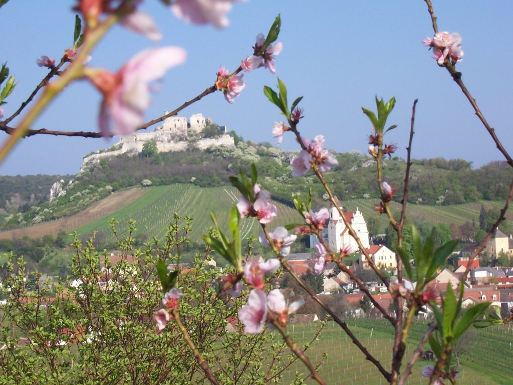 Burgruine Falkenstein im Frühling